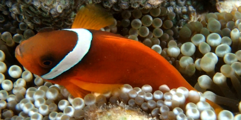 ���̊����E�Ԃ݂��y�݂����P�b���ێ��N���[���I�yABI�i�A�r�j���C�X�g���y�A�z
���T�C�g